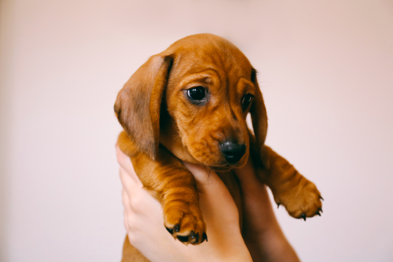 Quando aprono gli occhi i cani? 