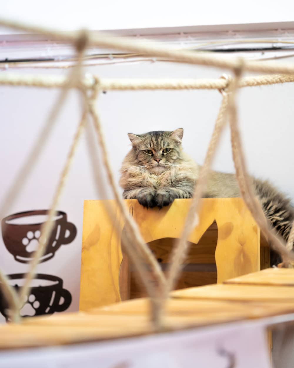 Giochi per gatti fai da te