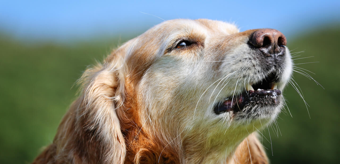 Come insegnare al cane a non abbaiare