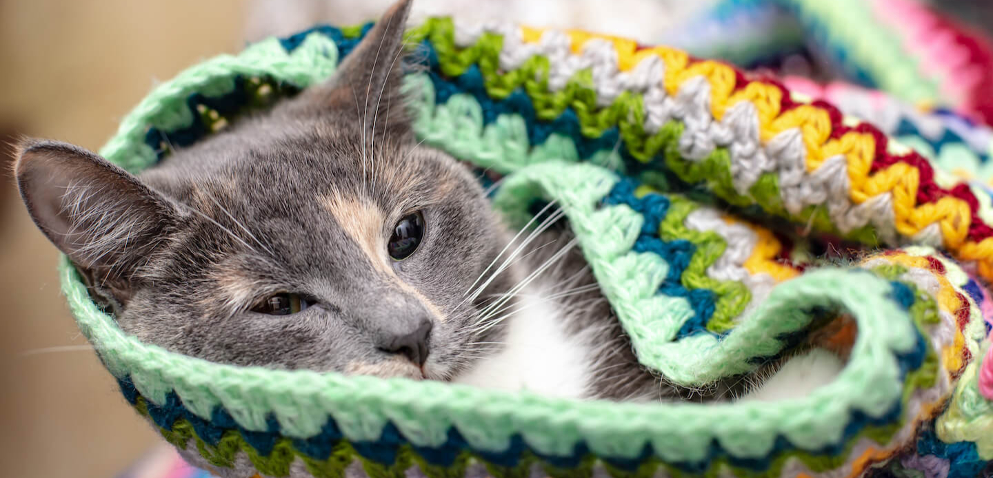 Come proteggere i gatti dal freddo