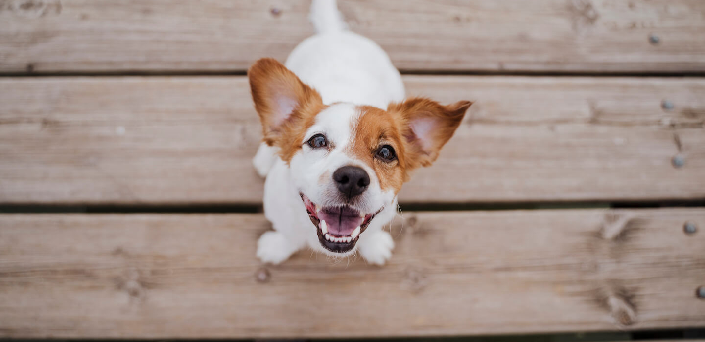 Cosa rende i  cani felici?