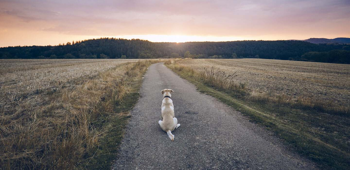 Come evitare l’abbandono degli animali: l’articolo 727 del codice penale