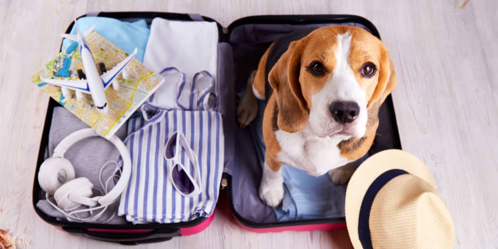 Dove andare in vacanza con il nostro cane