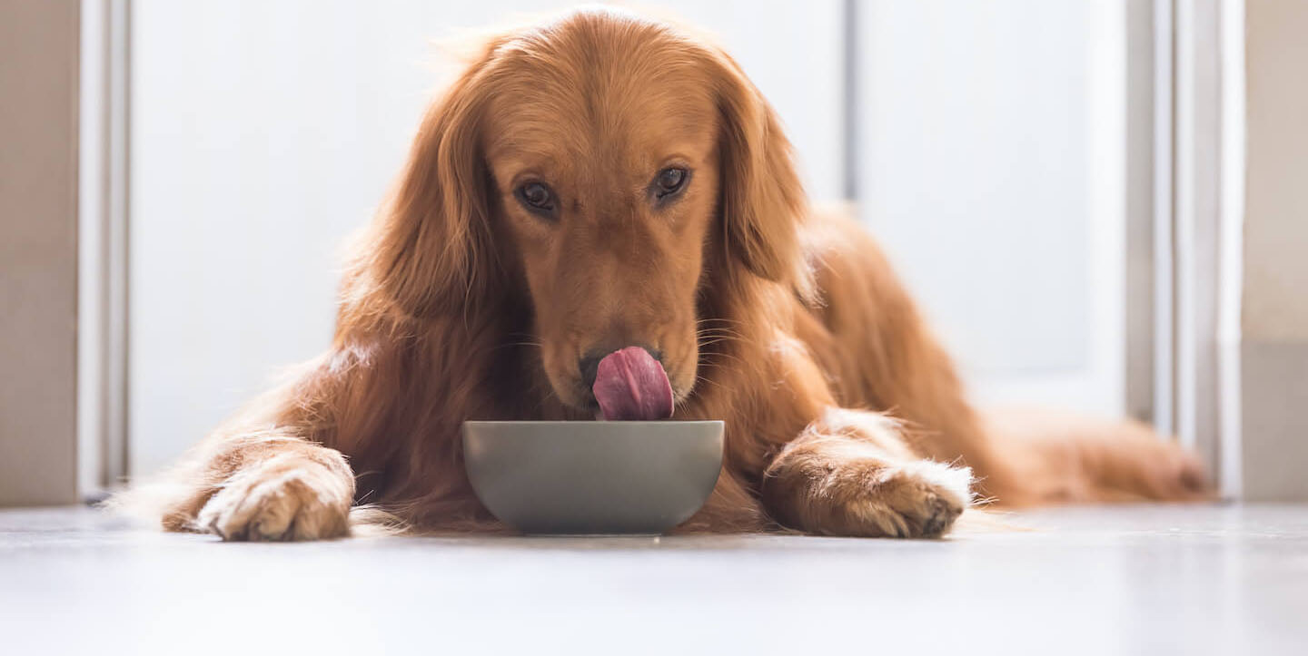 Le proprietà benefiche dei prebiotici