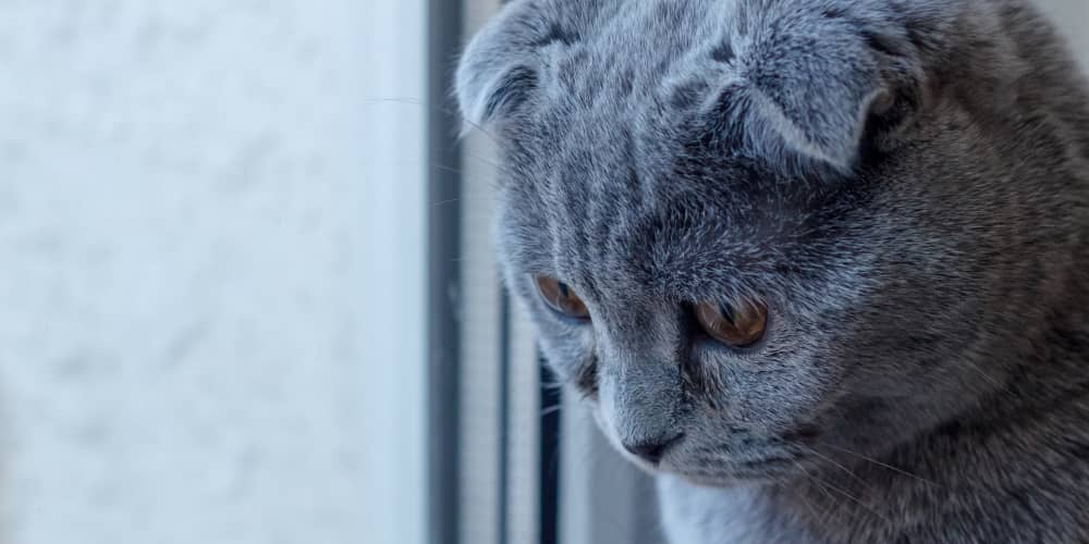 Gatto cambia casa e padrone: consigli utili