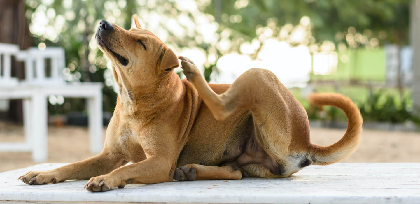 Cane che si gratta: le cause più comuni