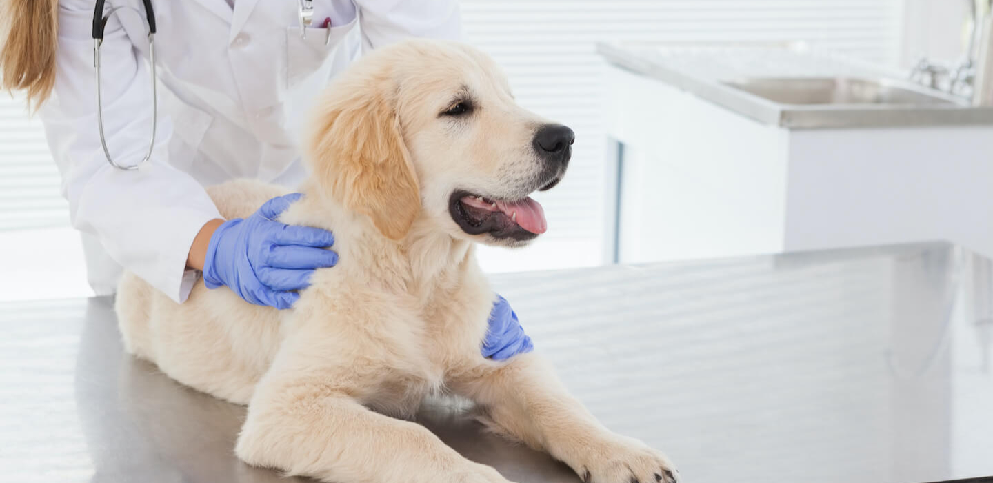 La vaccinazione del cucciolo di cane. Il Calendario.
