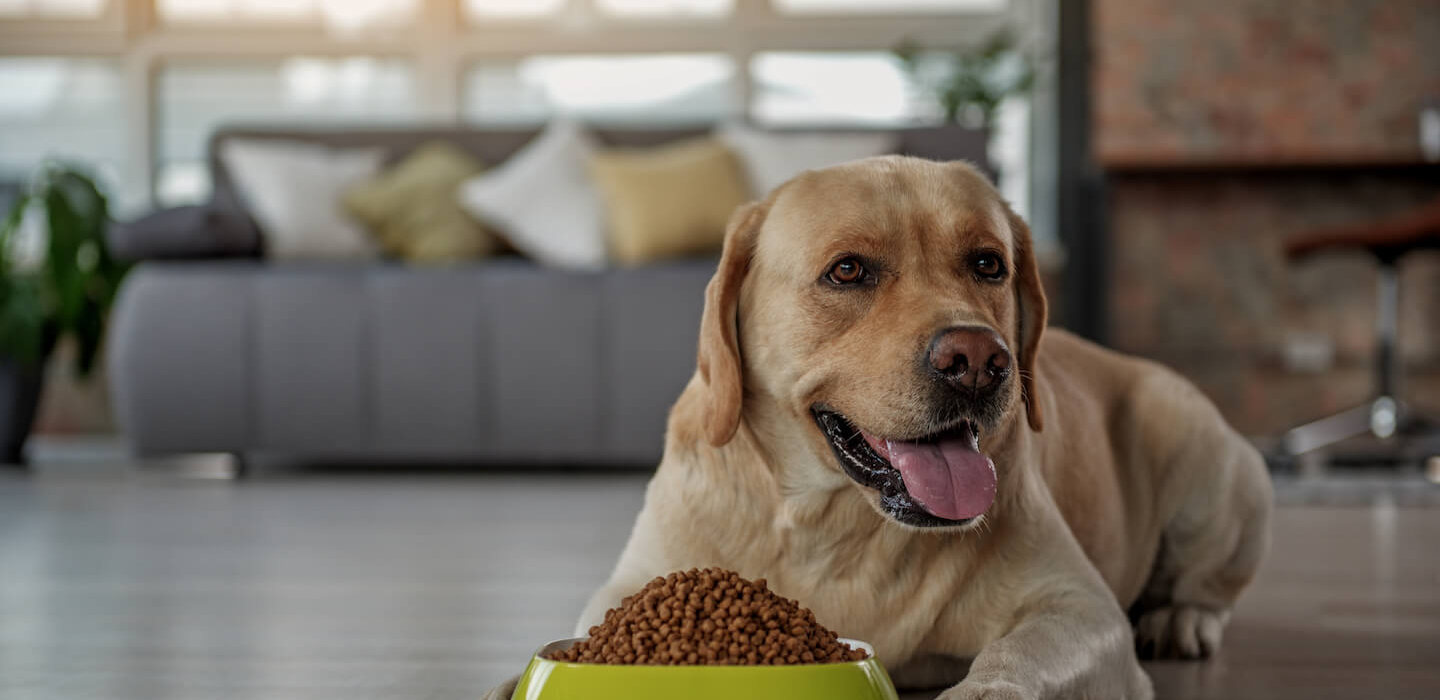 Tutto quello che bisogna sapere sull’olio per cani