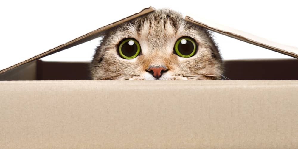 PERCHÉ I GATTI AMANO LE SCATOLE DI CARTONE?&nbsp;