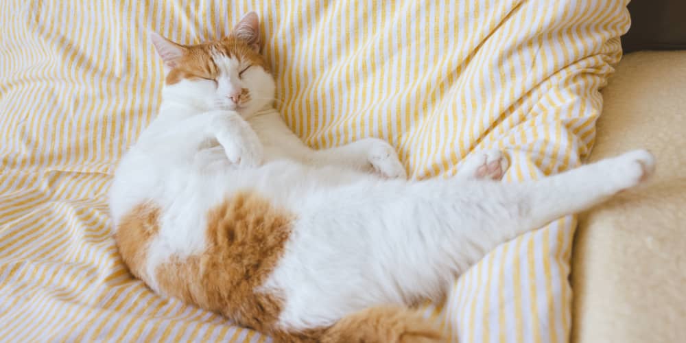 QUANTE ORE DORME UN GATTO?&nbsp;