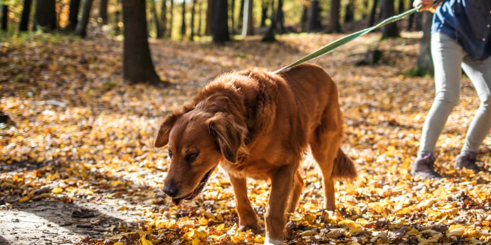 COME ADDESTRARE ED EDUCARE IL CUCCIOLO&nbsp;