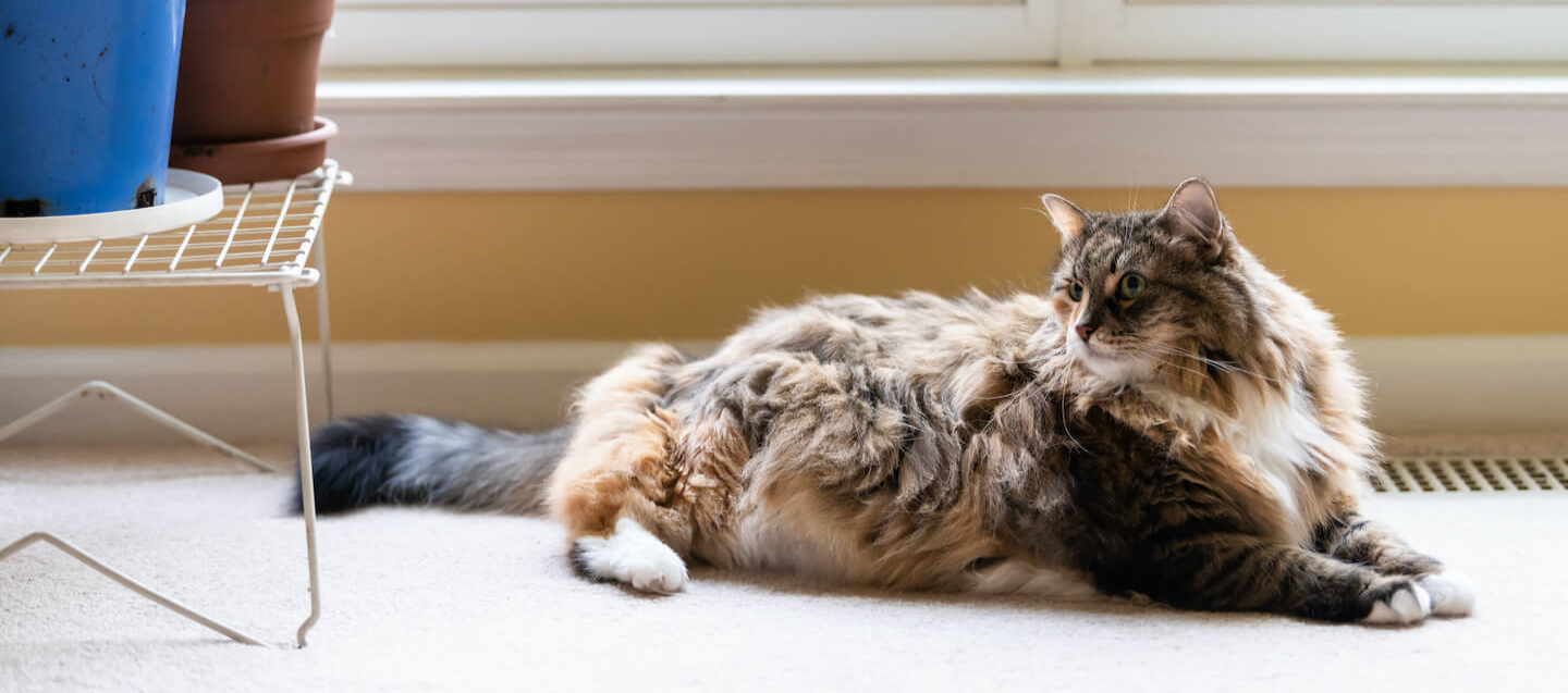 Tutto sulla sterilizzazione del gatto maschio: guida completa