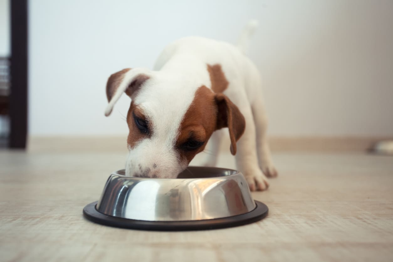 Single protein foods for dogs