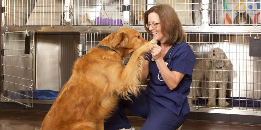 ADOTTARE UN CANE: COSA BISOGNA SAPERE