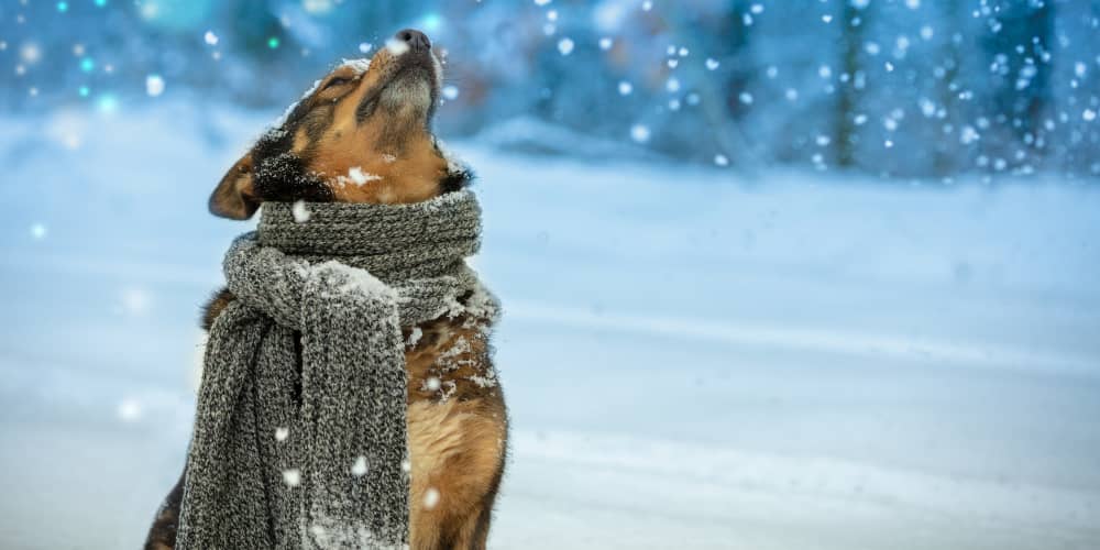Un cucciolo di cane può dormire fuori?