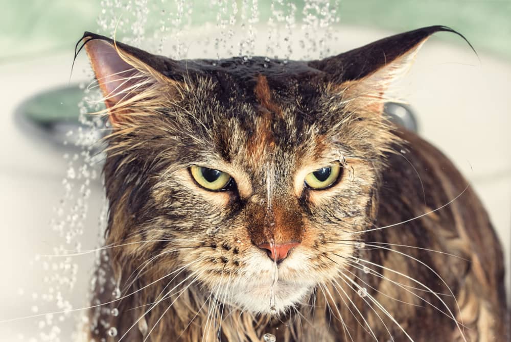 PERCHÉ I GATTI HANNO PAURA DELL’ACQUA?