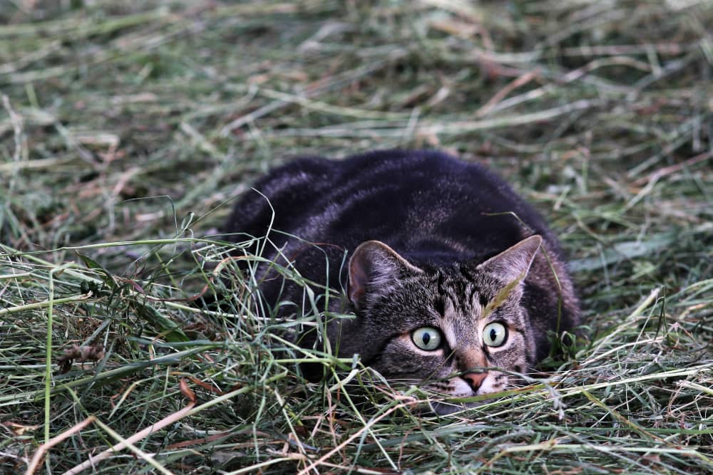 Perchè il gatto fa l'agguato? 