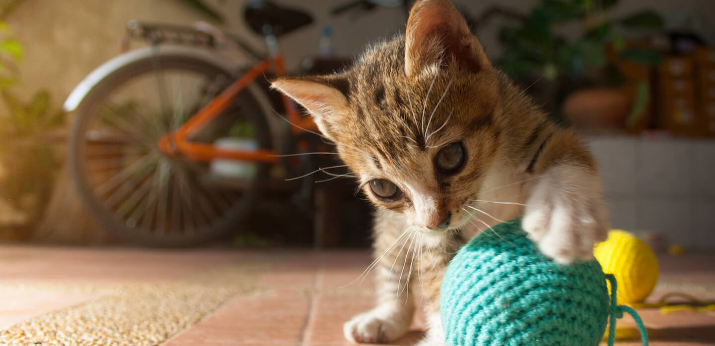 Come costruire giochi per gattini fai da te