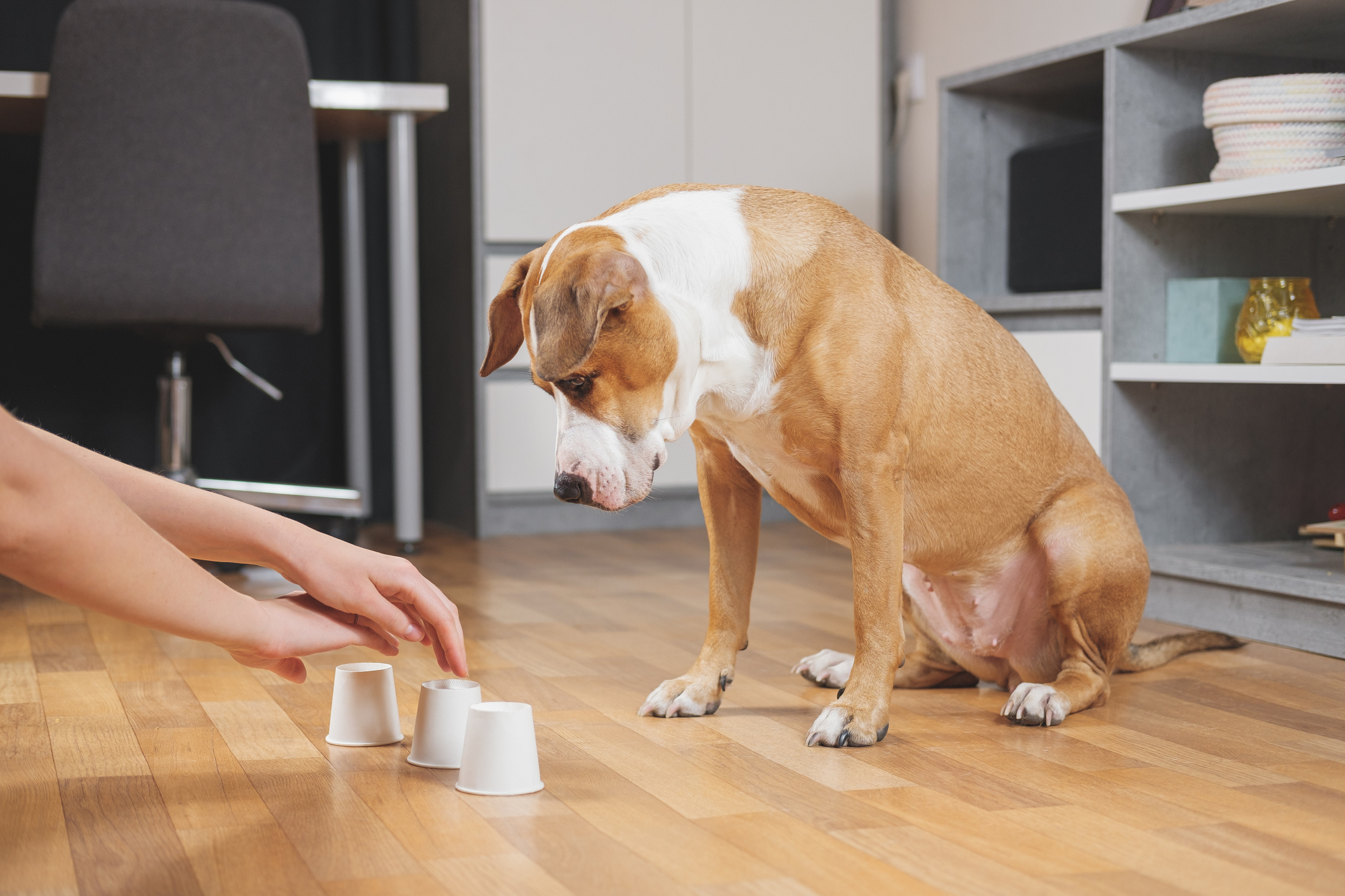 Cosa sono i giochi di attivazione mentale per cani?