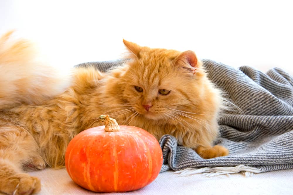 ARRIVA UN MICIO NELLA TUA CASA? COME CHIAMARLO