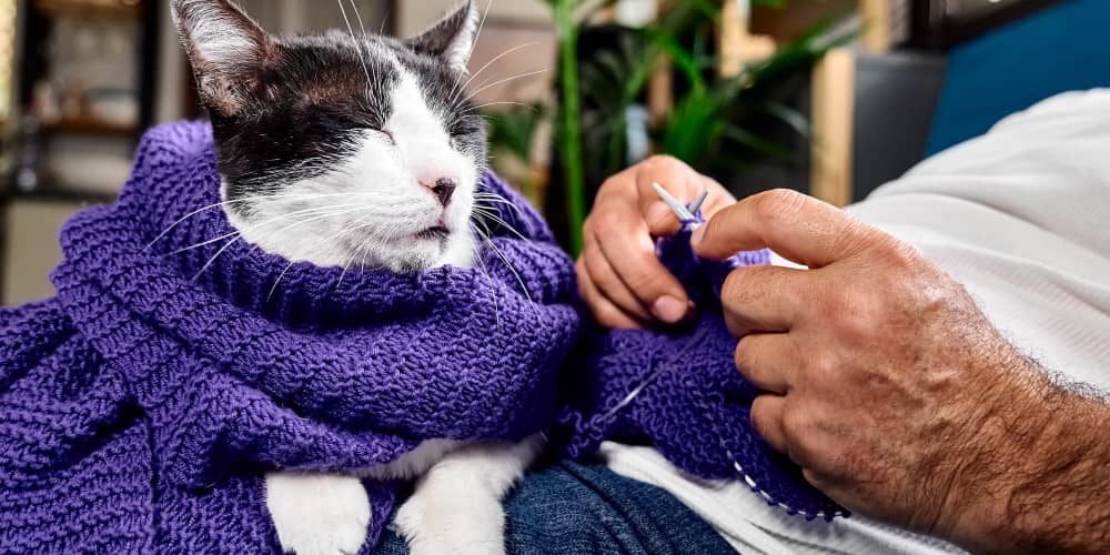 COME NUTRIRE UN GATTO STERILIZZATO