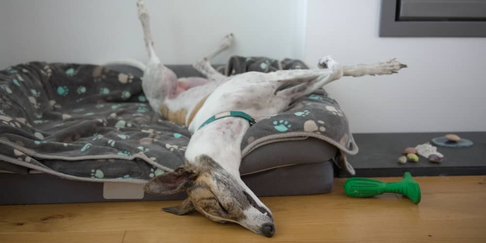 I CANI SOGNANO? COME CAPIRLO E COSA SOGNANO&nbsp;