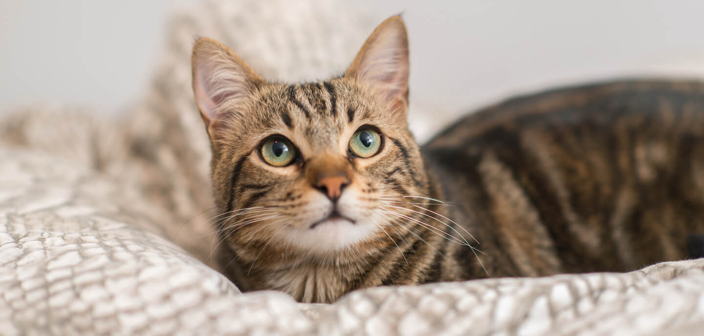 Portare il gatto in vacanza: come organizzarsi