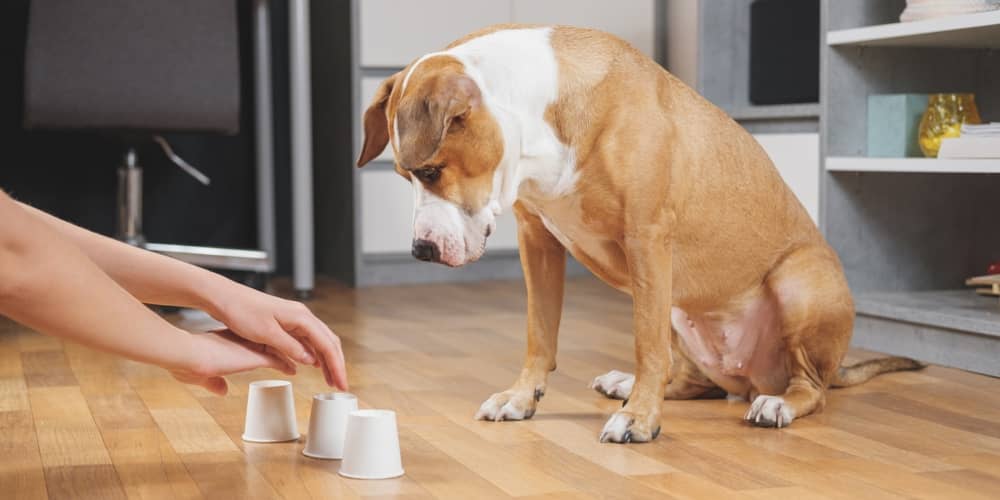 GIOCHI DI ATTIVAZIONE MENTALE PER CANI