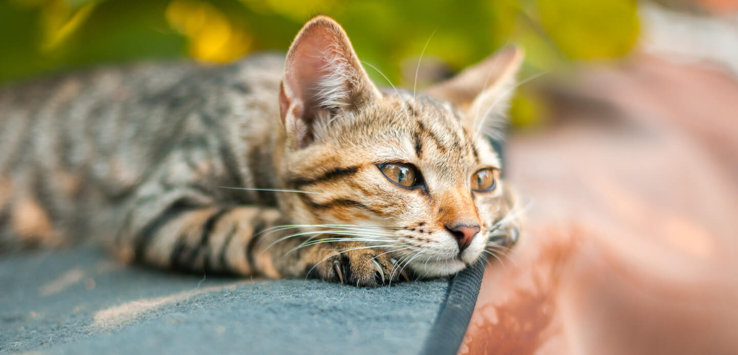 Come addomesticare un gattino selvatico? 