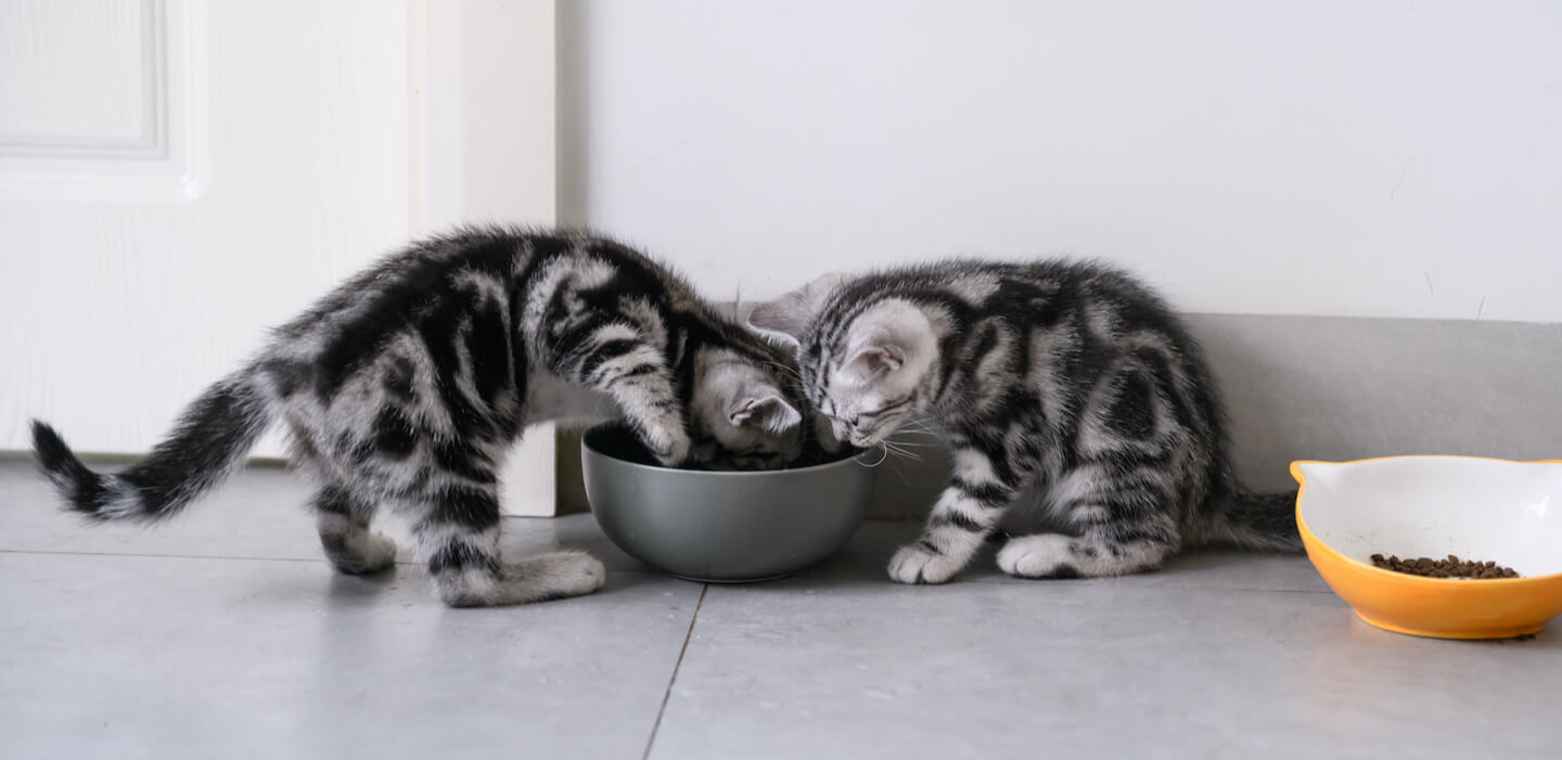 Come svezzare un gattino: tutto ciò che bisogna sapere