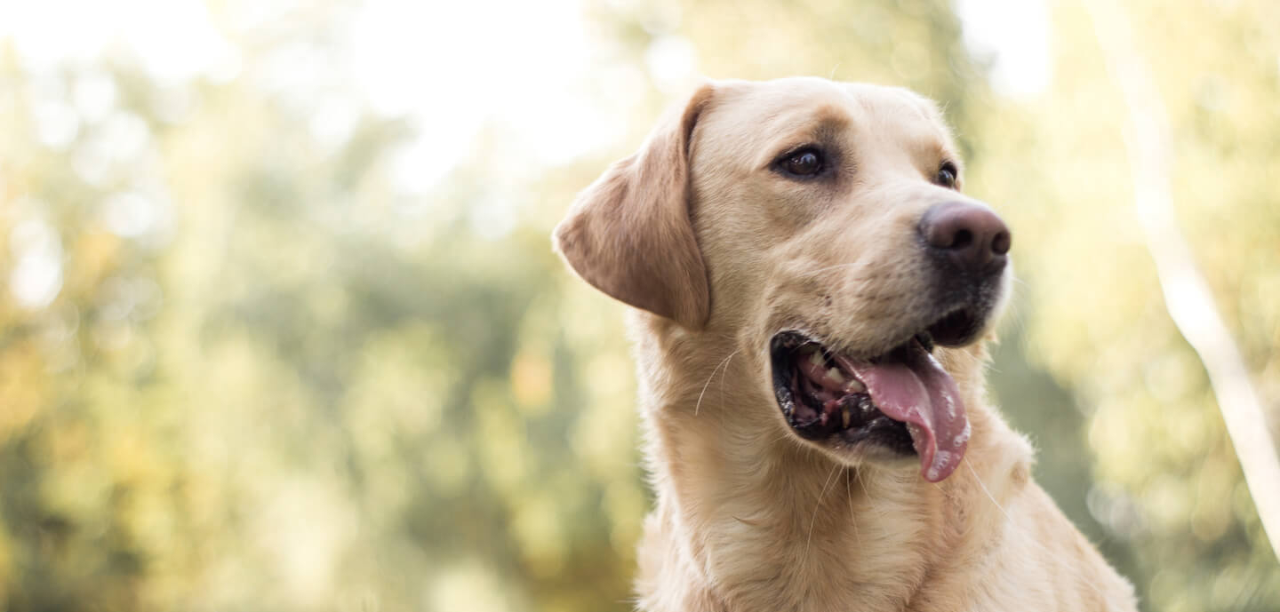 Come nutrire il cervello del cane