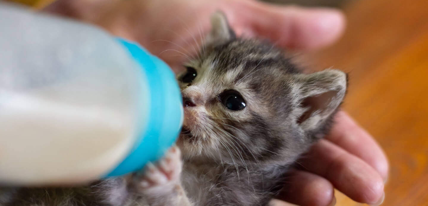 Come costruire un biberon per gattini?