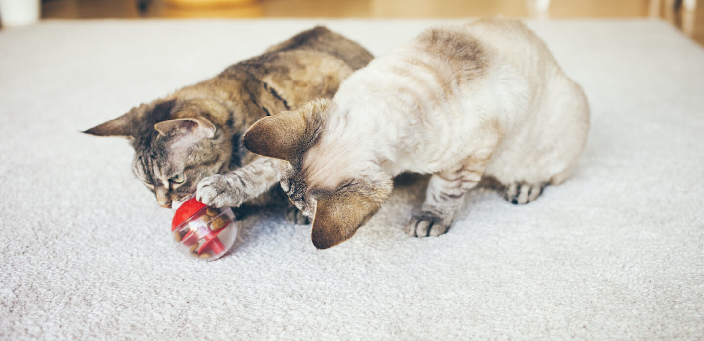 I benefici dei giochi interattivi per gatti