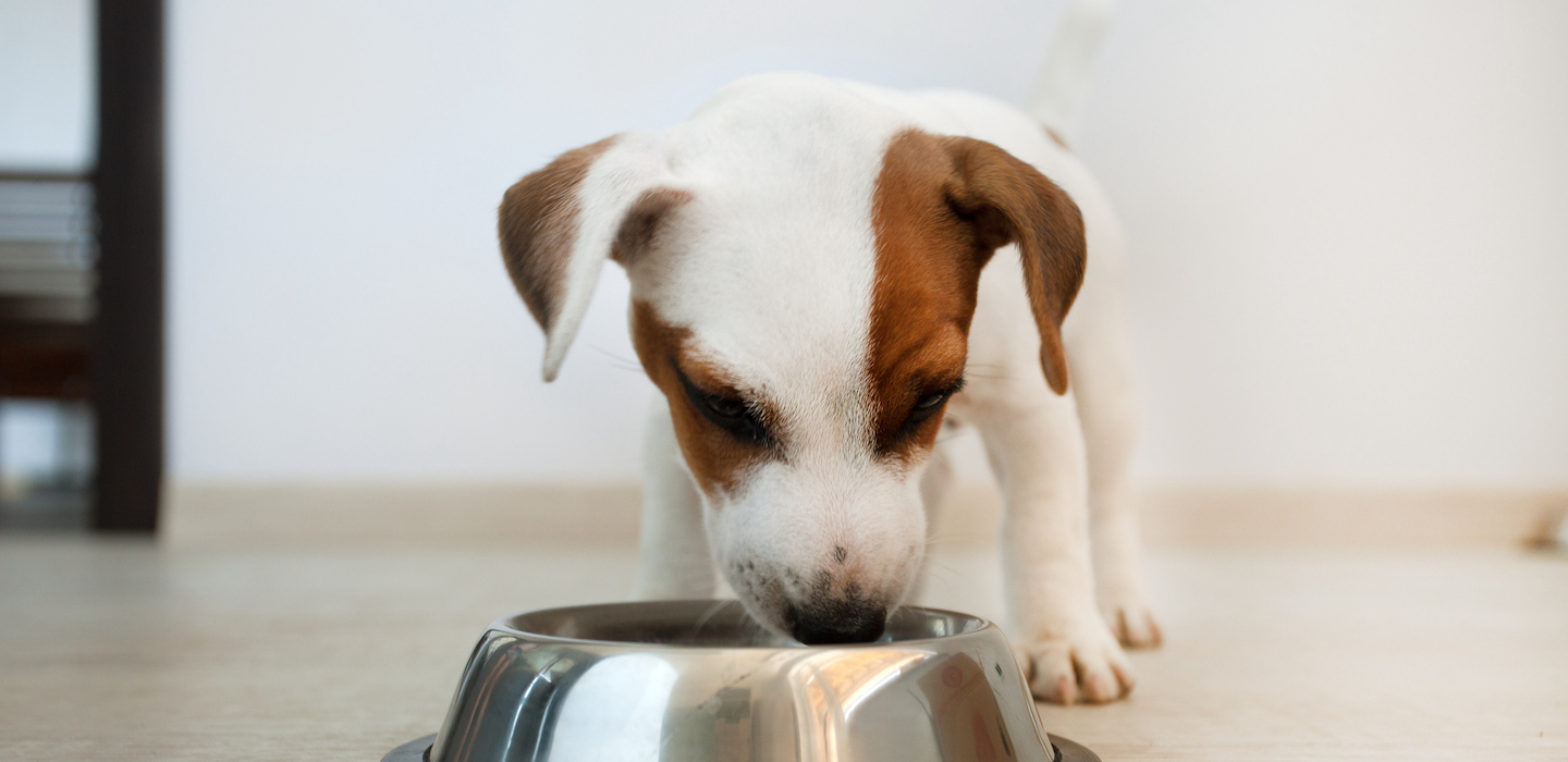 Si può dare la frutta al cane?