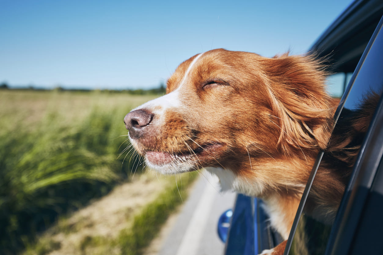 Travelling with your dog