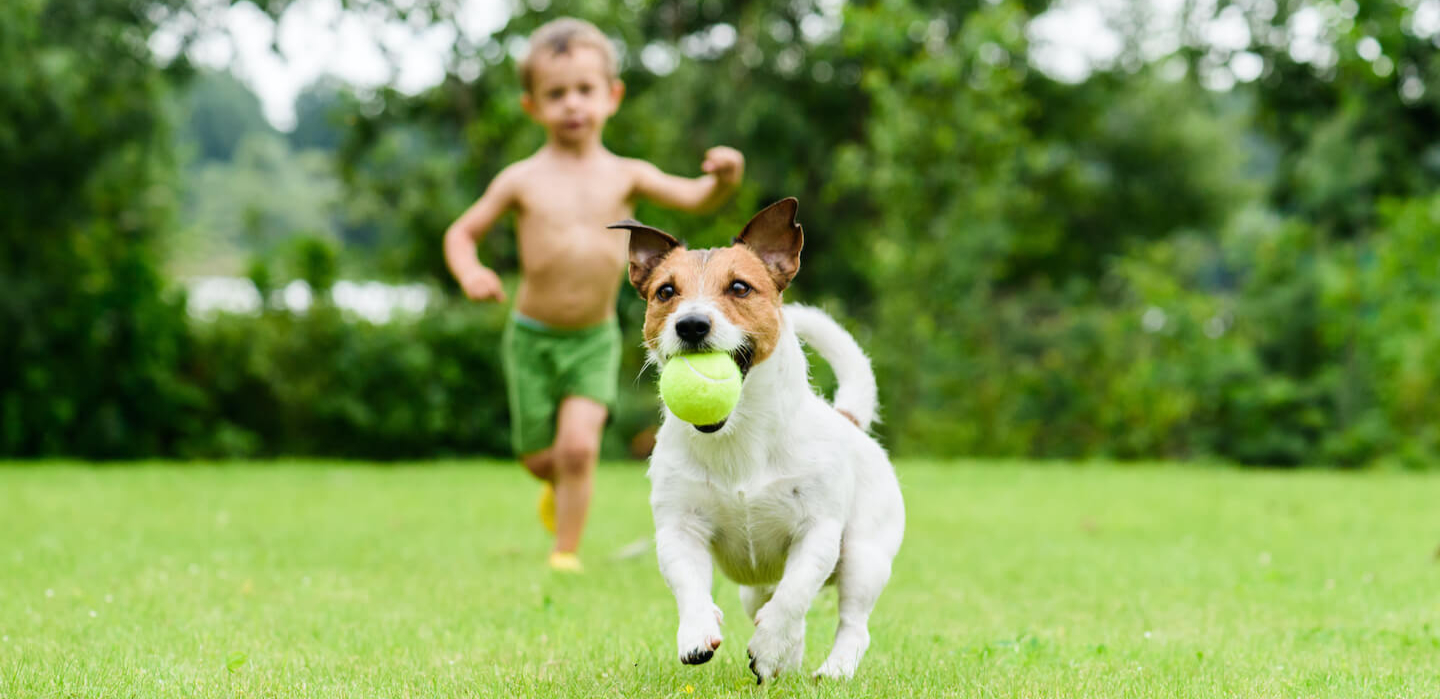In vacanza col cane: i consigli prima di partire e durante la vacanza
