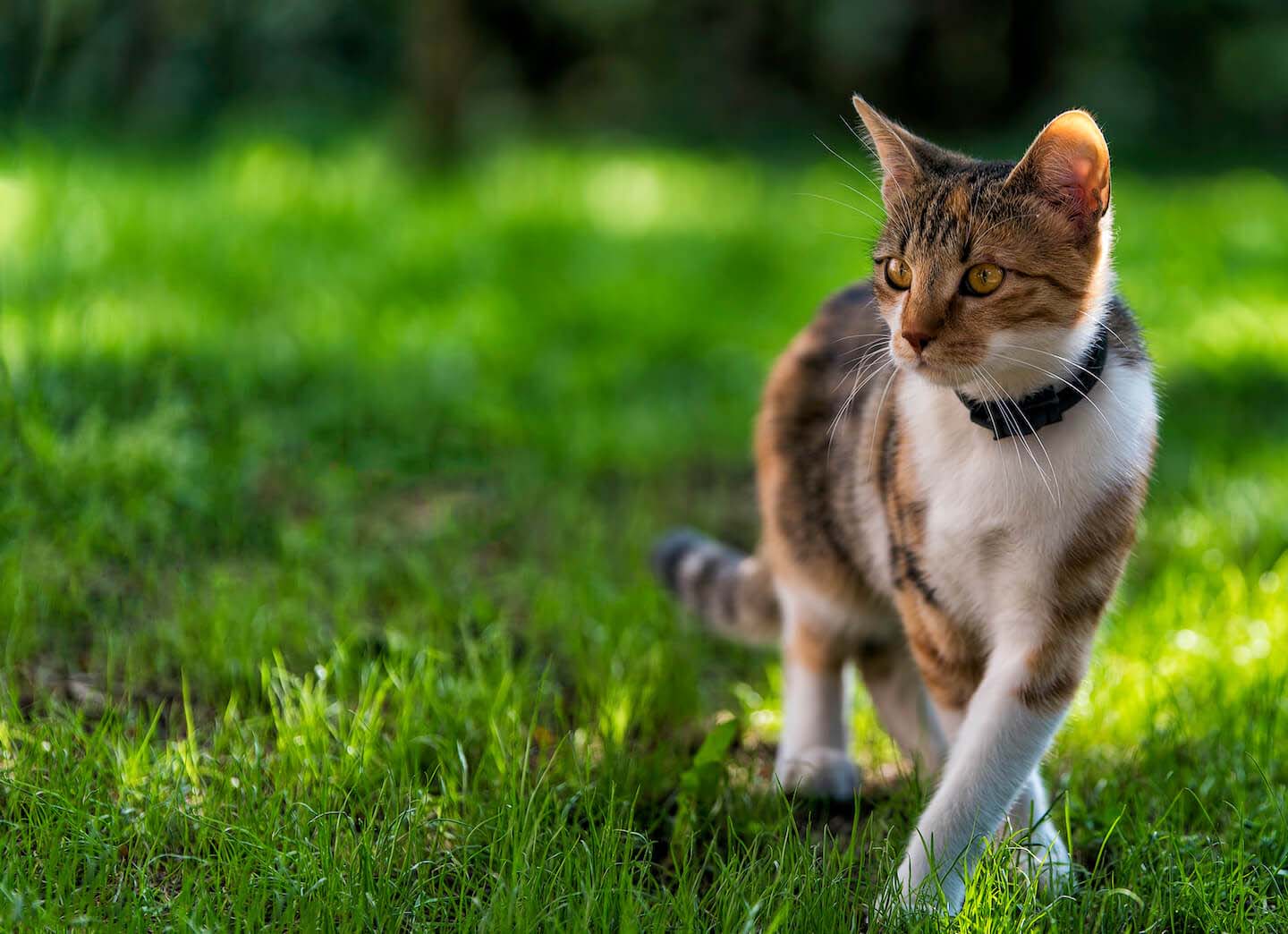 Consigli per far ambientare il gatto in giardino