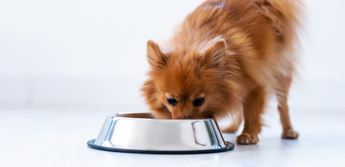 Le patate nell’alimentazione del cane 