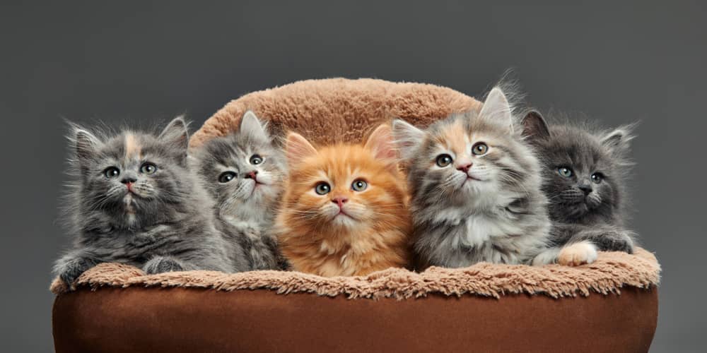 COME RICONOSCERE UN CUCCIOLO MASCHIO O FEMMINA