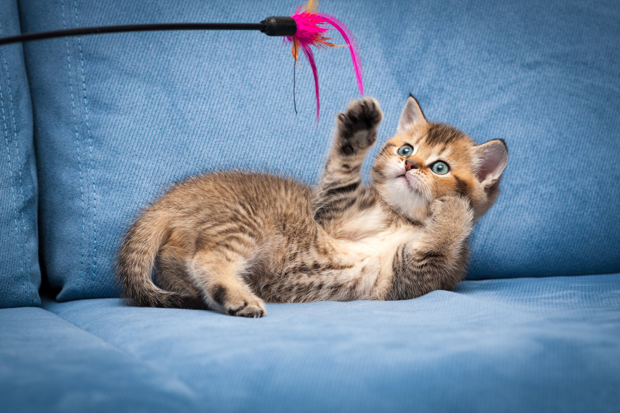 Giochi per gatto che vive in casa