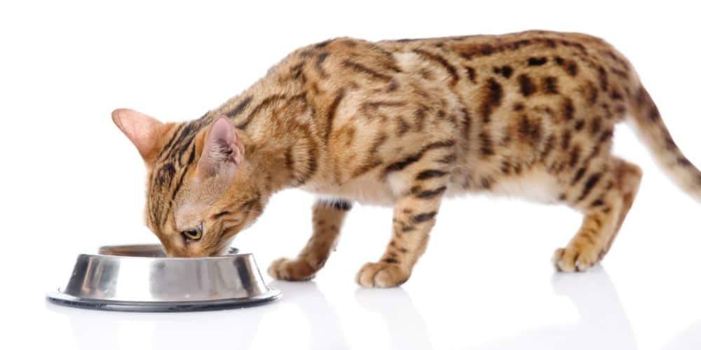 LA CORRETTA ALIMENTAZIONE DEL GATTO