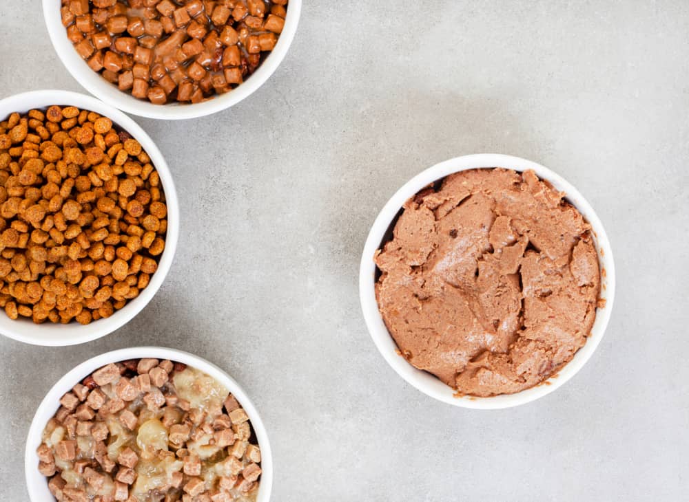 Il cibo umido preferito dai gatti 