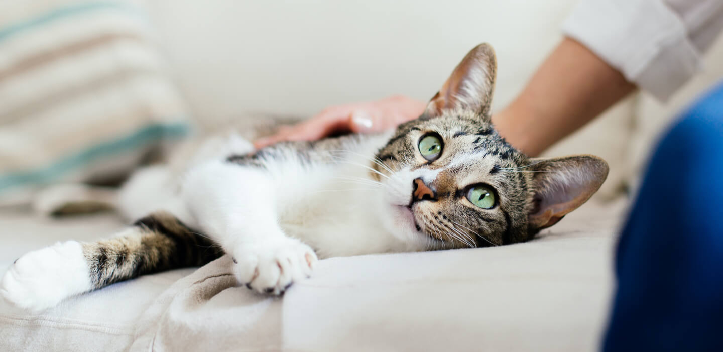 Come gestire il gatto in casa