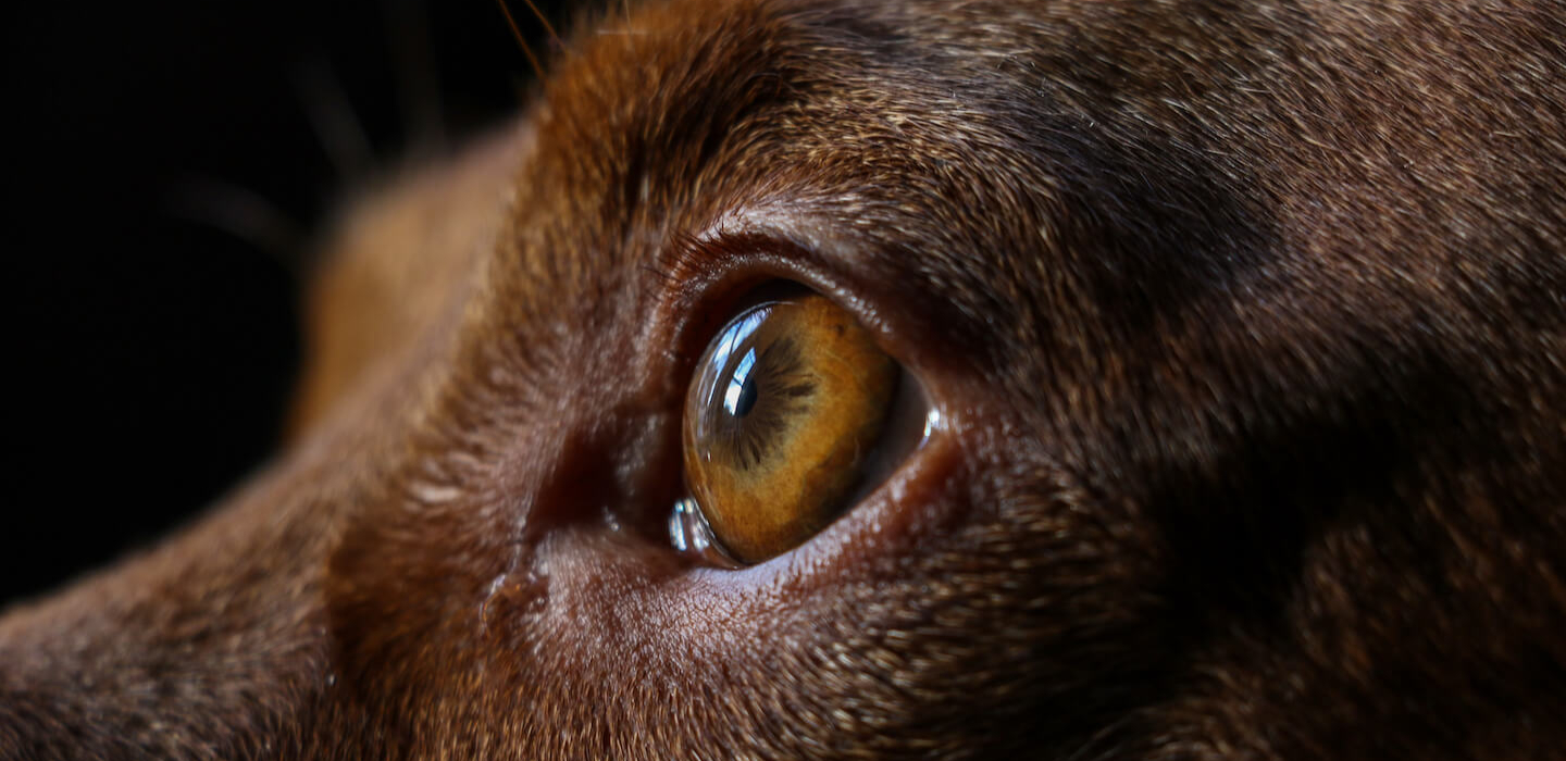 Le caratteristiche principali della vista del cane