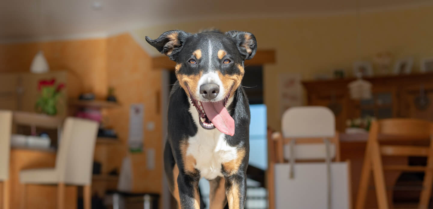 Perché un cane gira per casa