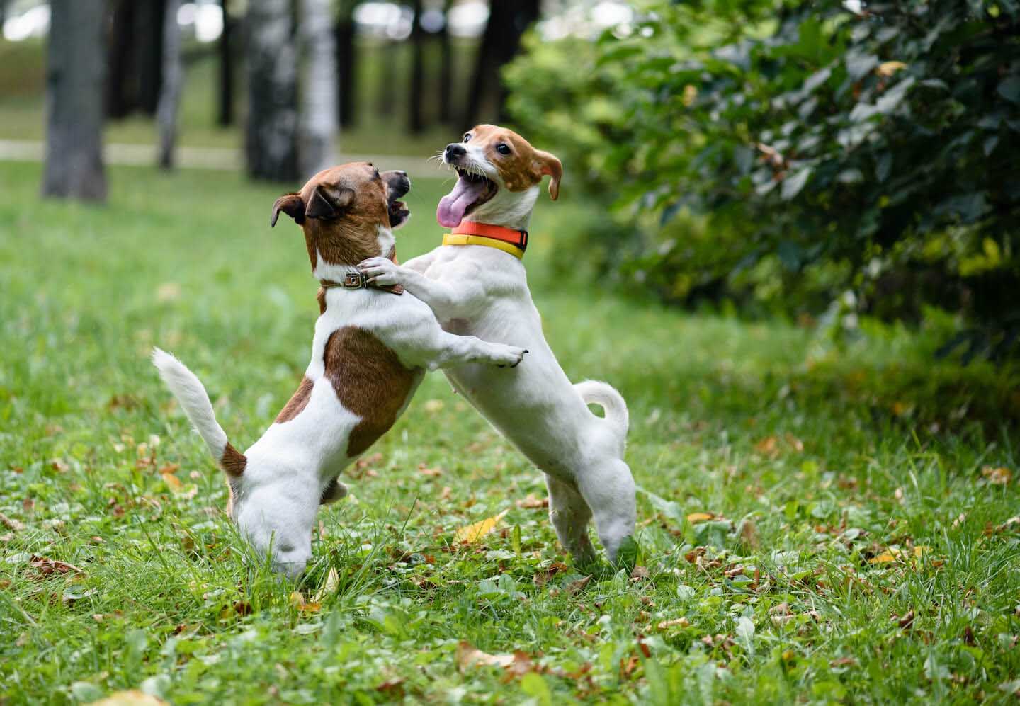 Dog dance: un’attività tra sport e divertimento