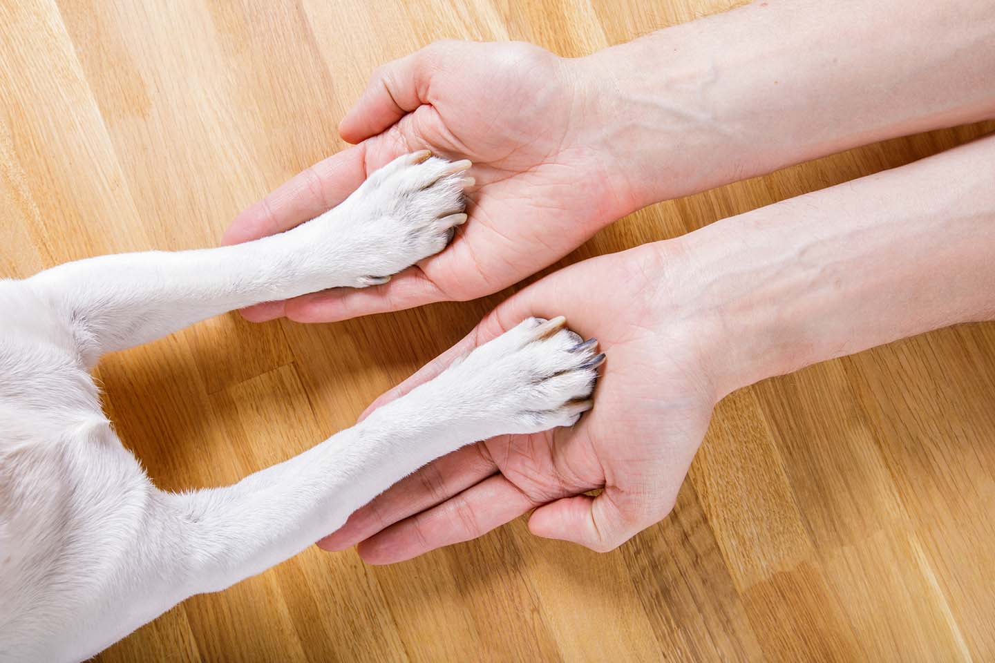 A casa con i tuoi animali?