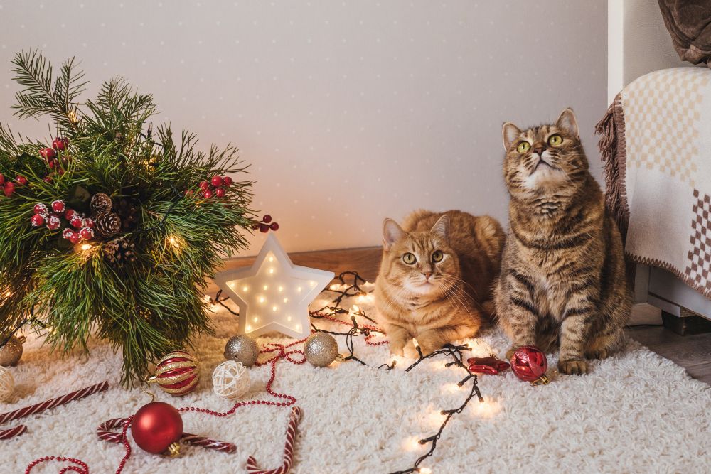 L’albero di Natale ed il gatto in casa: salviamo la tradizione