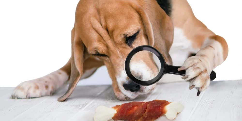 COSA PUÒ MANGIARE IL NOSTRO FIDO? QUAL È LA MIGLIORE ALIMENTAZIONE?