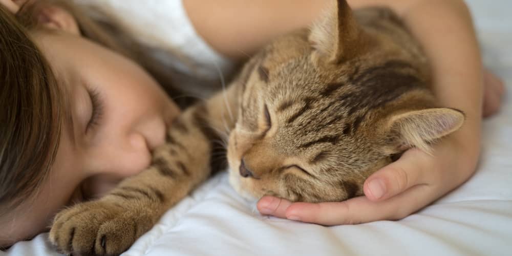 COME FARE AMICIZIA CON UN GATTO